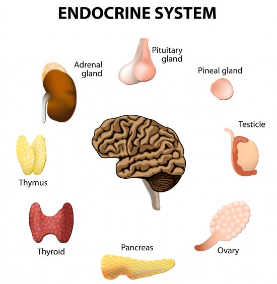 Endocrine System